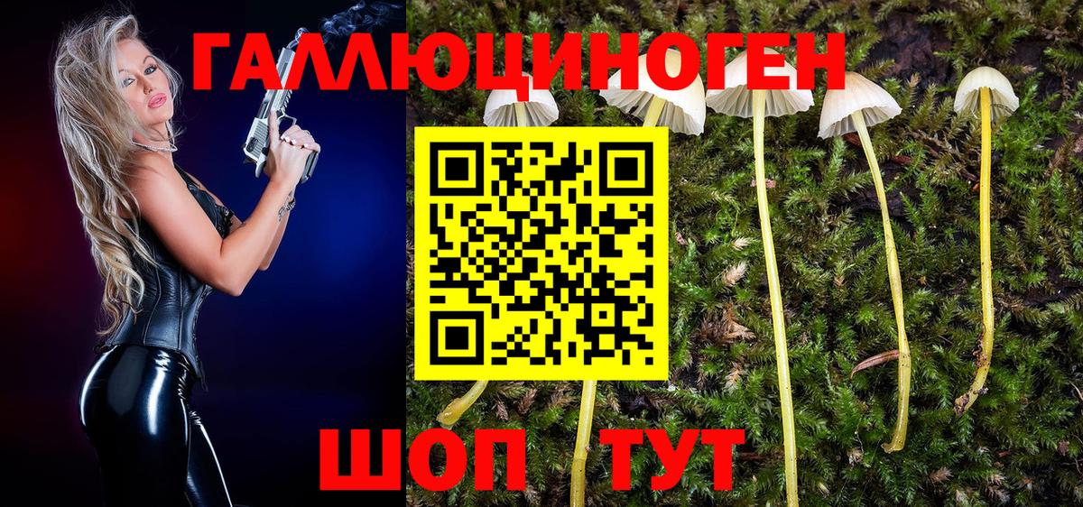 где купить   Галлюциногенные грибы Psilocybine cubensis  Вход с VPN  Верхняя Пышма 